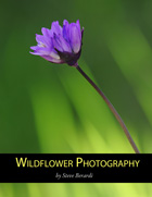 Wildflower Photography by Steve Berardi